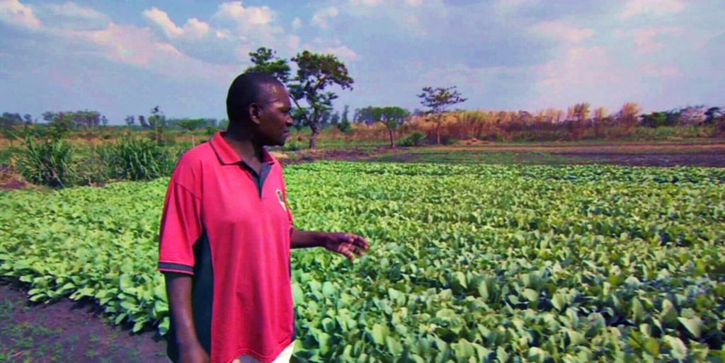 Фермер осматривает растения табака в Малави
